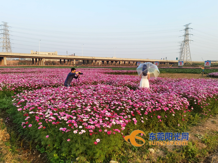 横沥格桑花海.jpg