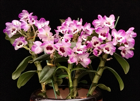 image008.gif