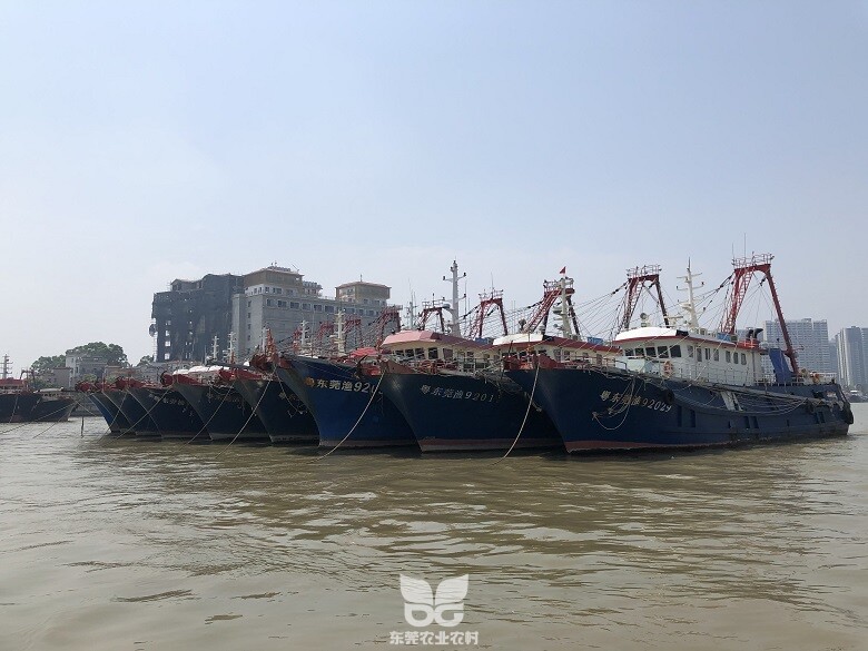 我市应休的194艘海洋渔船已全部停泊就位111.jpg