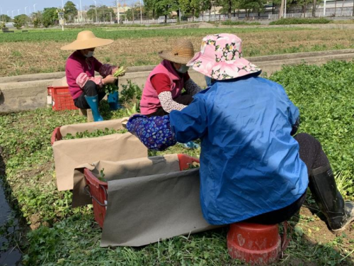 本地蔬菜长势良好.jpg
