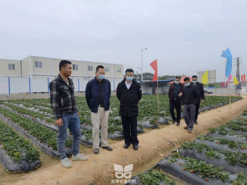 1.13罗卫强一行到茶山指导农产品质量安全生产工作.png