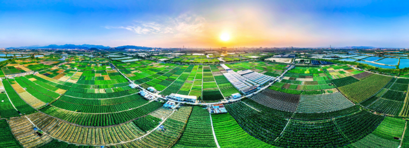 9《蔬菜基地》姚泽林(1).jpg