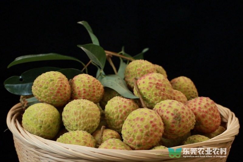 直通原产地：莞荔飘香迎丰年专题无音乐[00_01_07][20210620-124732]_副本.jpg