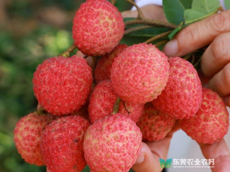 直通原产地：莞荔飘香迎丰年专题无音乐[00_03_28][20210620-125141].jpg