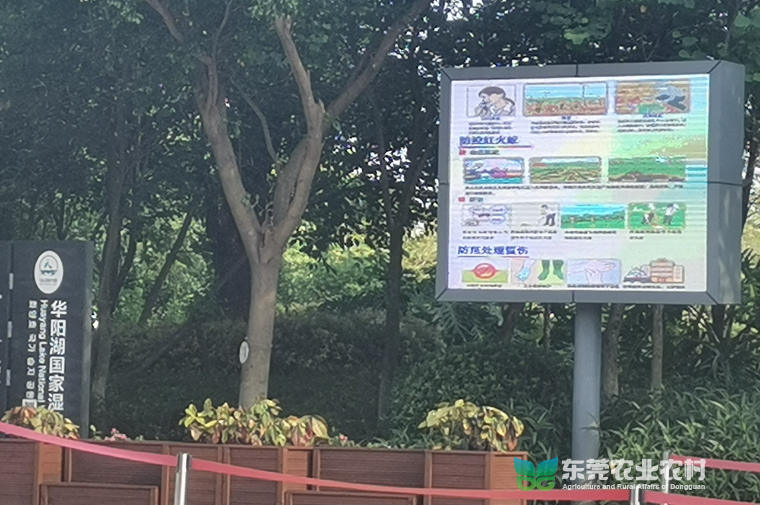 新媒体宣传红火蚁防控.jpg