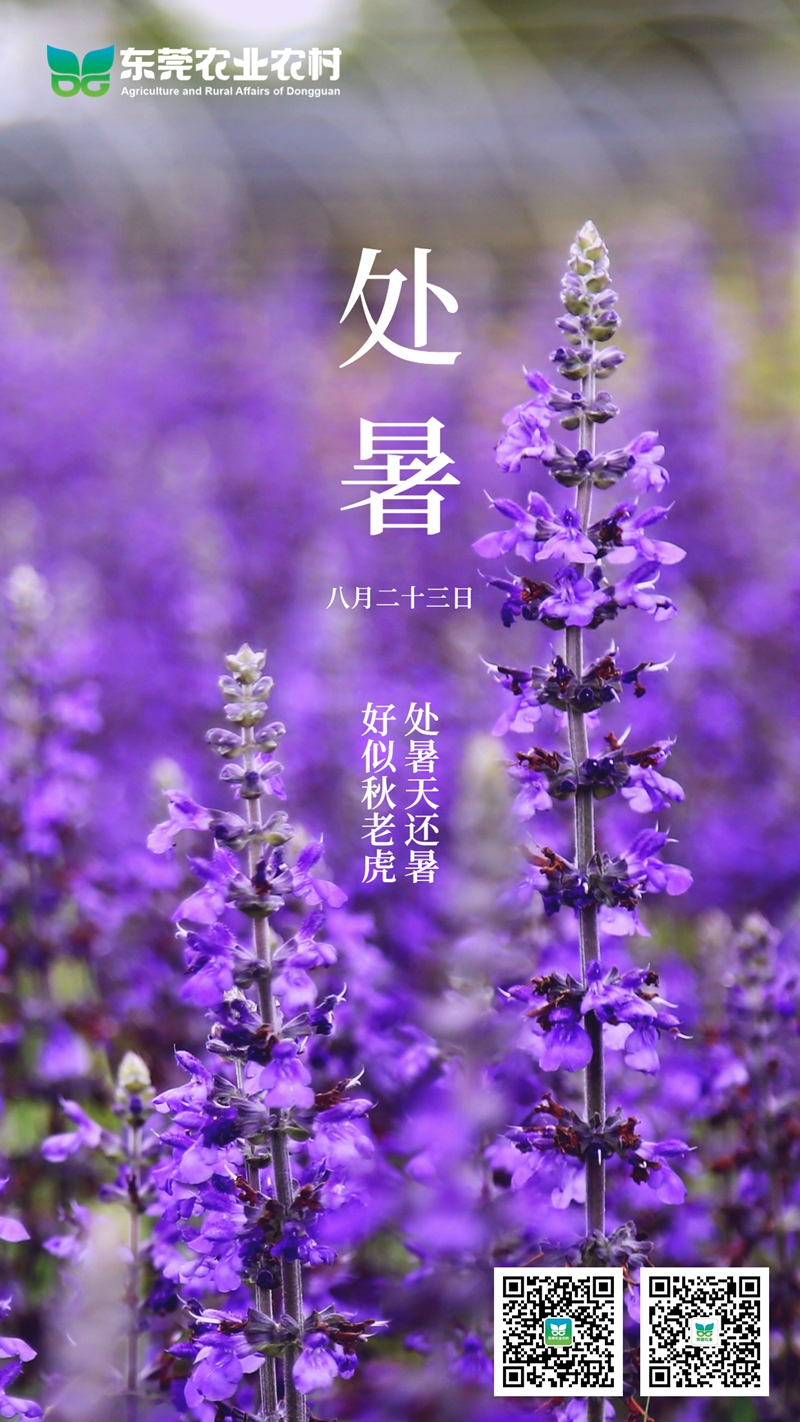 处暑节气秋天生活早安祝福手机海报_副本.jpg