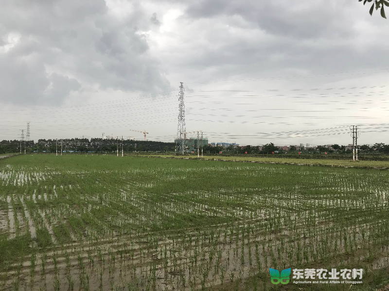 http://app.dg.gov.cn/nj/res/upload/member/info/20220825/1661396303854.jpg