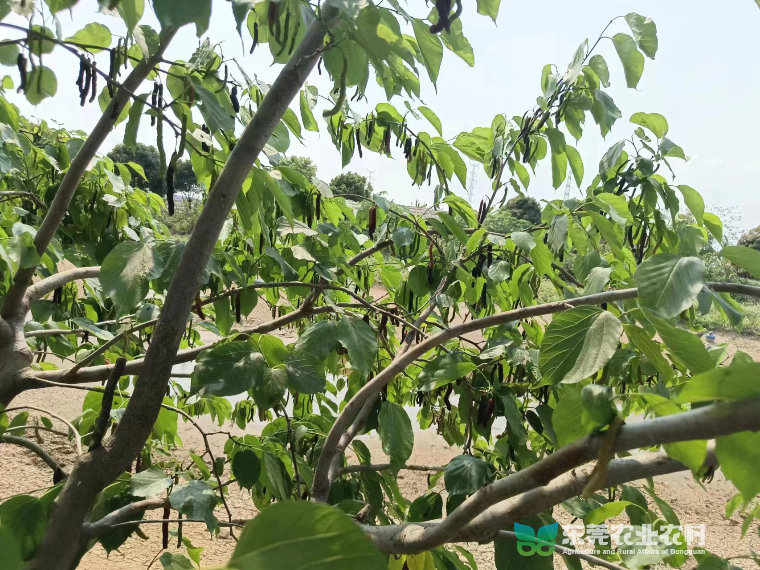 长果桑2.jpg
