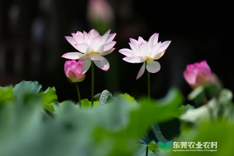 微信图片_20230606150311.jpg