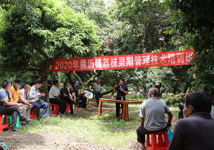 横沥荔枝培训班.jpg