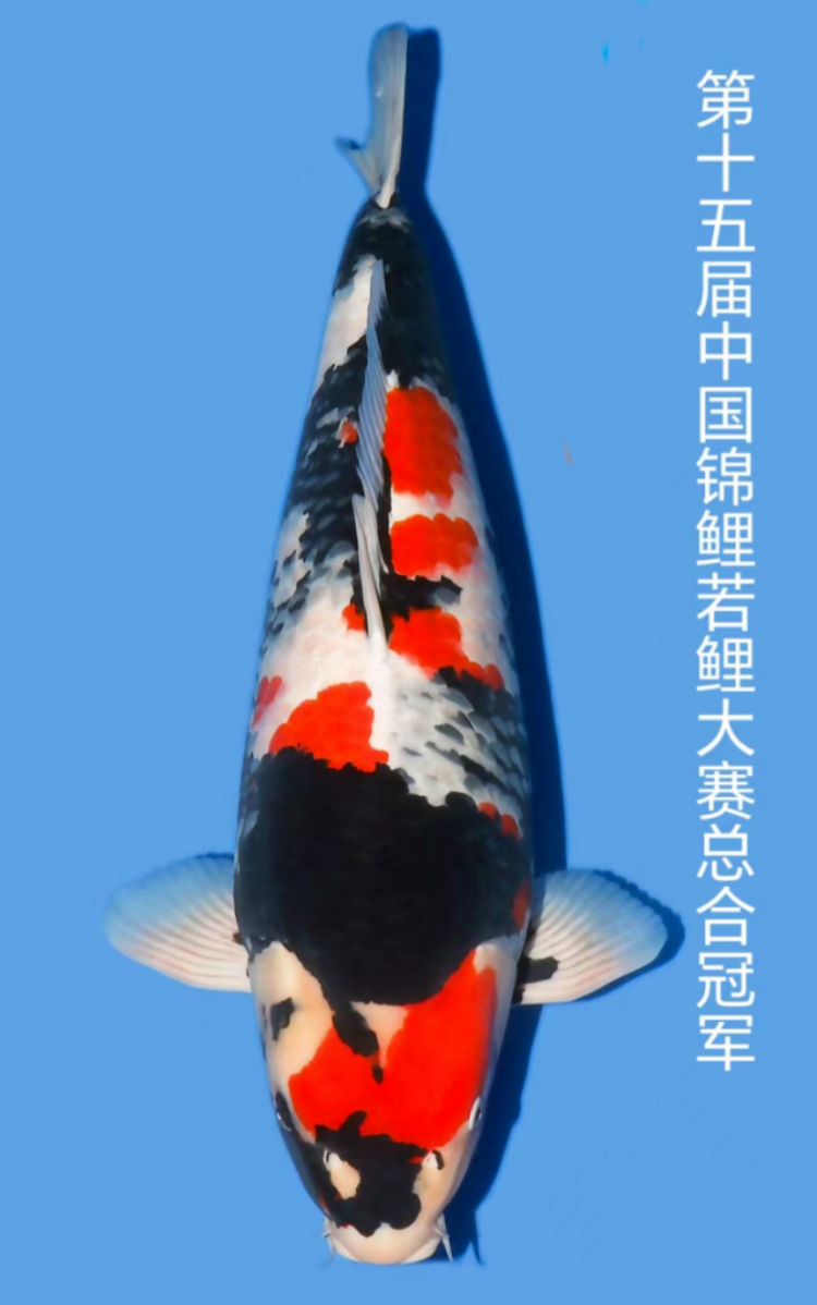 4.png