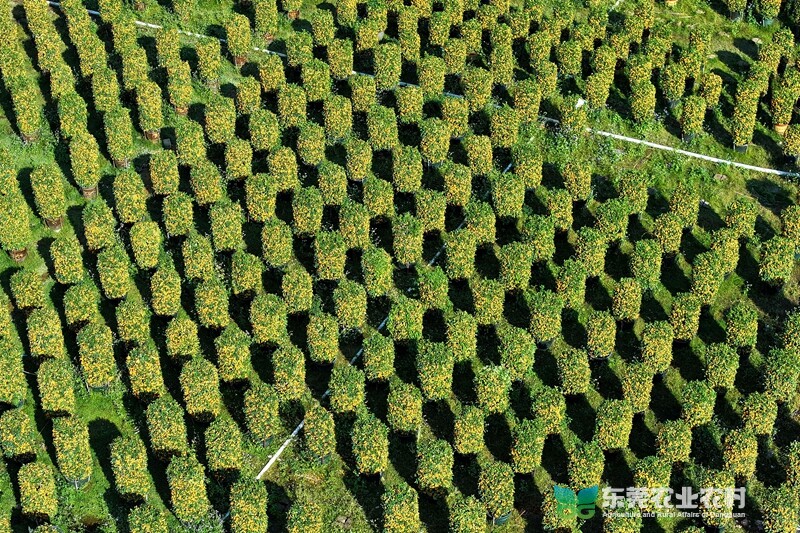 DJI_20240119150926_0035_D 拷贝 2_副本.jpg