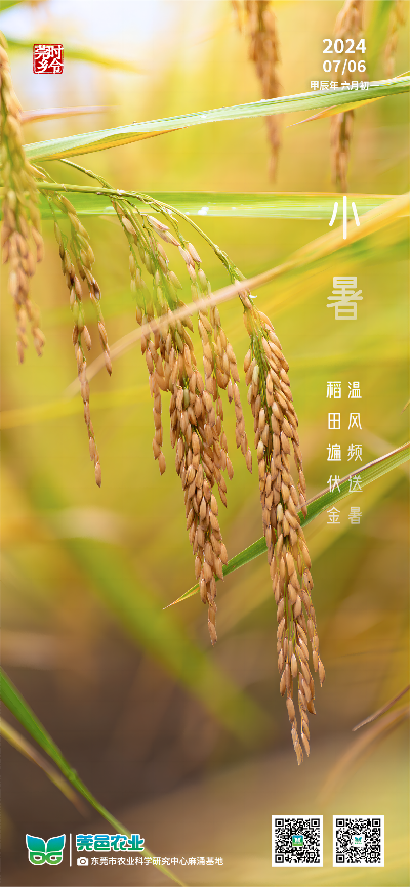 小暑(1).png