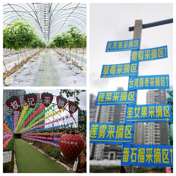权记采摘园.jpg