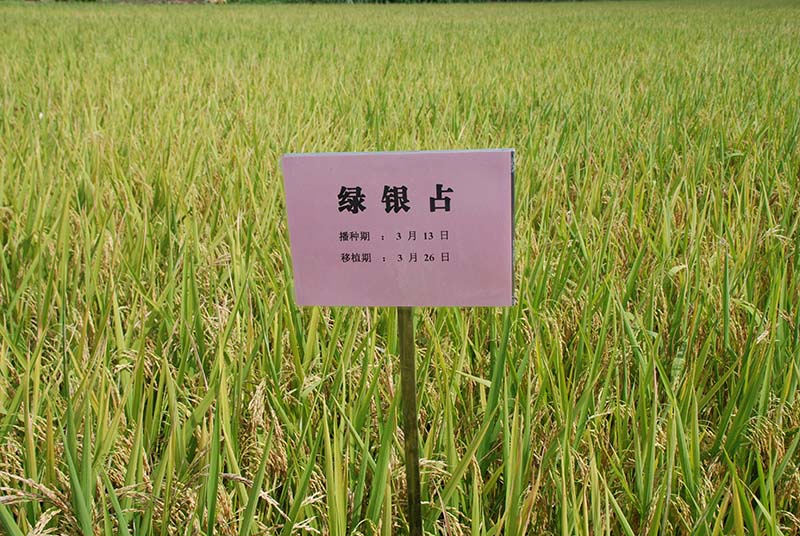 绿银占(2).JPG