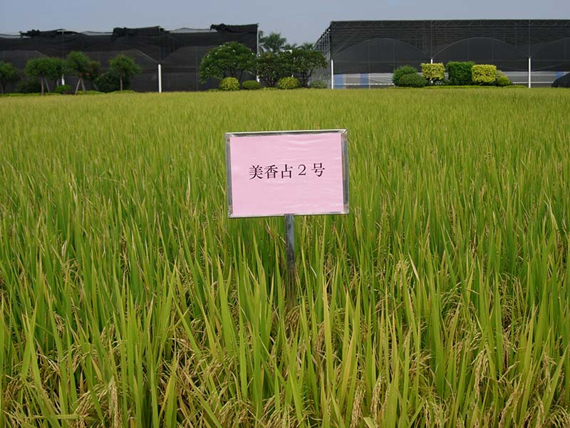 美香占2号(1).JPG