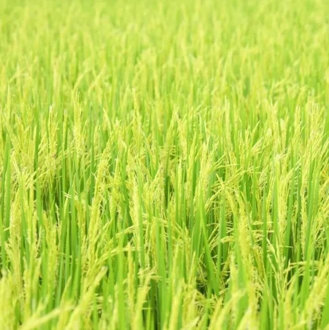 东莞乡村的夏天，自带“绿境”