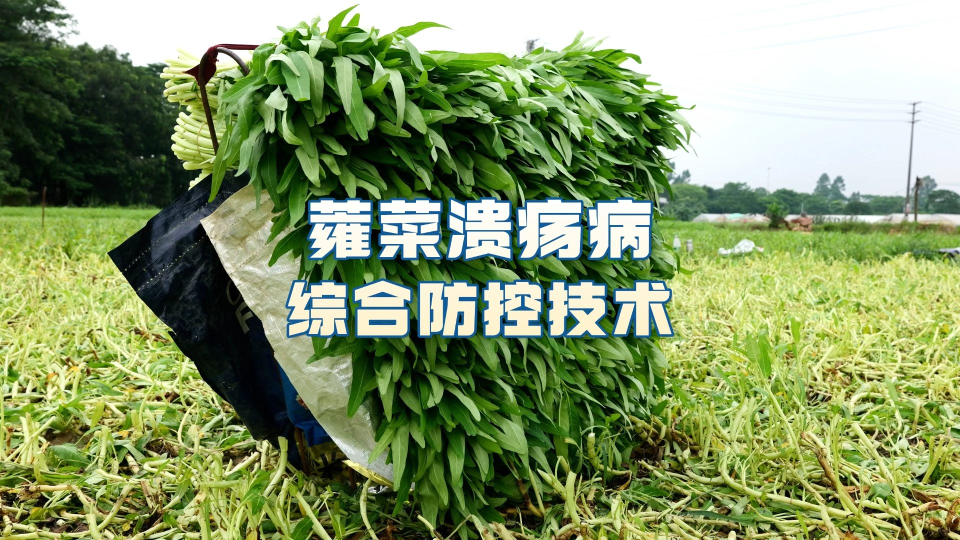 莞农云课堂 | 蕹菜溃疡病综合防控技术