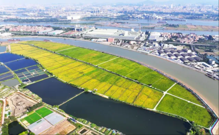 东莞洪梅：高标准农田建设之路