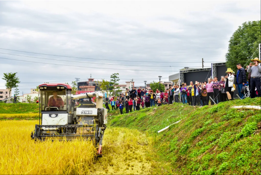 企石：秸秆还田，化“废”为肥，助力粮食单产提升