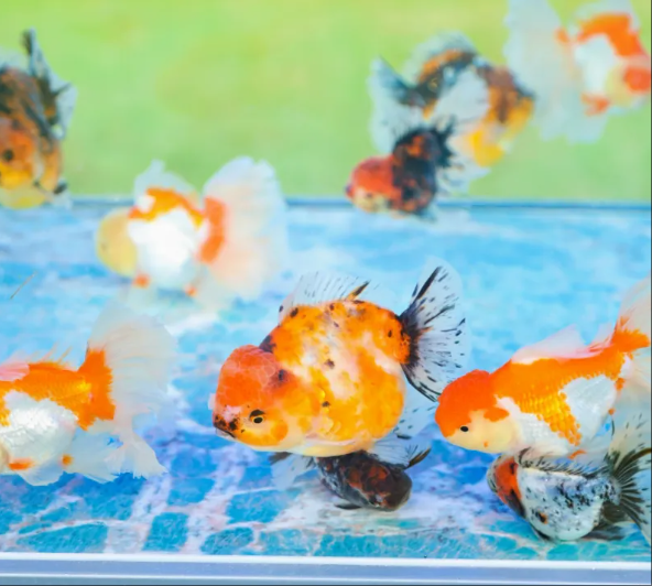 科技引领！东莞市举办现代都市渔业新质生产力交流会