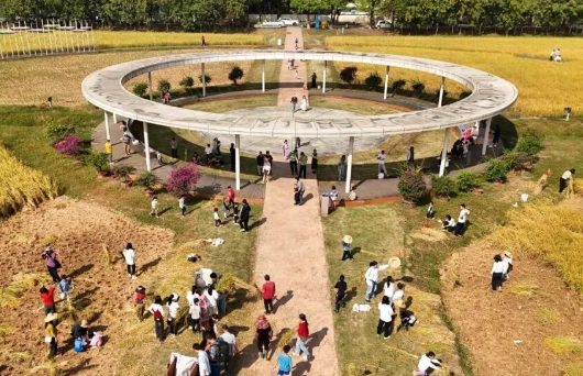 全域文明庆丰收 | 东莞丰收图景①