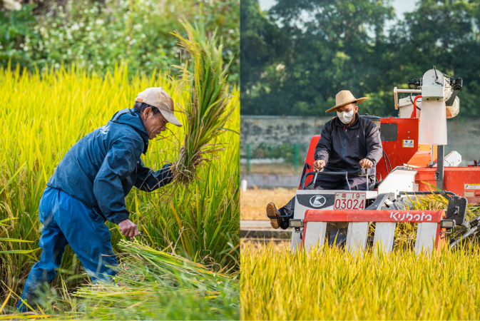 全域文明庆丰收 | 东莞丰收图景②