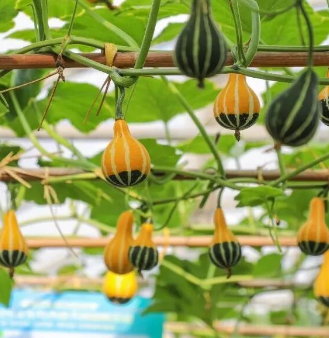 345个新奇品种！快来预约航天良种展示会！错过等一年