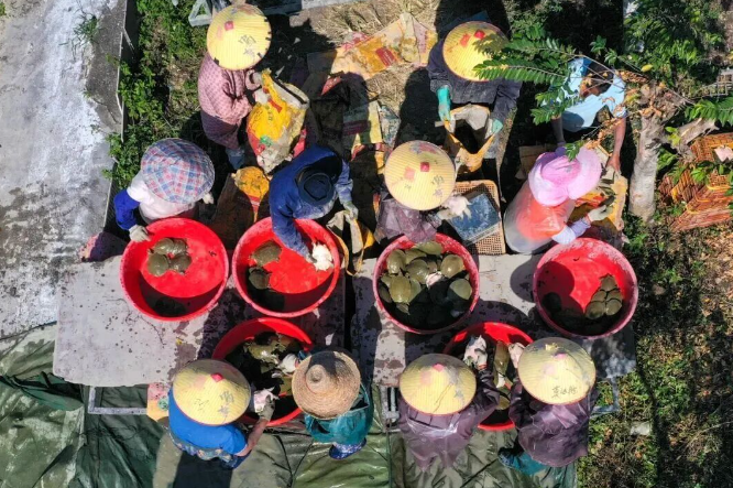 全域文明庆丰收 | 东莞丰收图集④