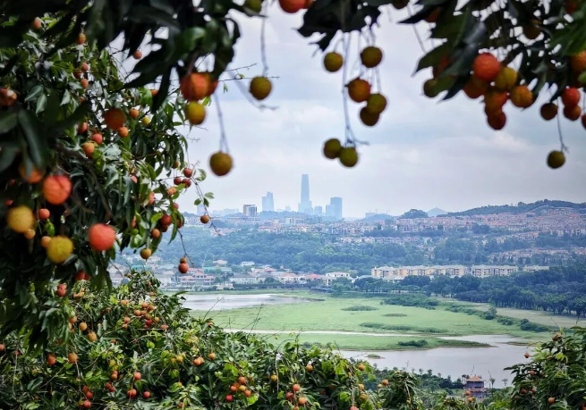 《农民日报》关注：破立之间 再造莞邑｜东莞实施“百千万工程”三年观察