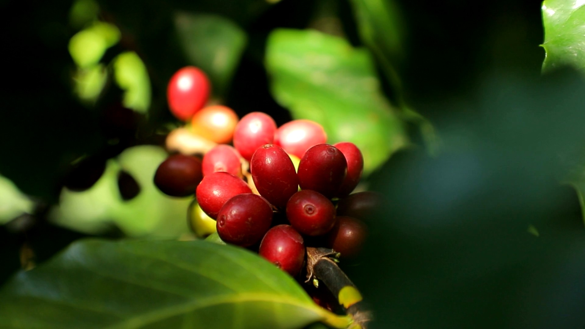 林下经济 | “荔枝咖啡”成熟啦！