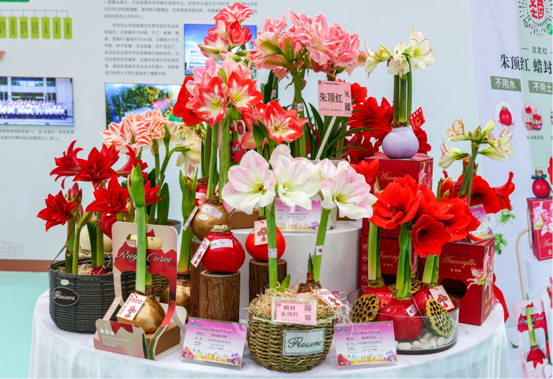 岭南花卉组团赴京！东莞朱顶红、蝴蝶兰惊艳亮相