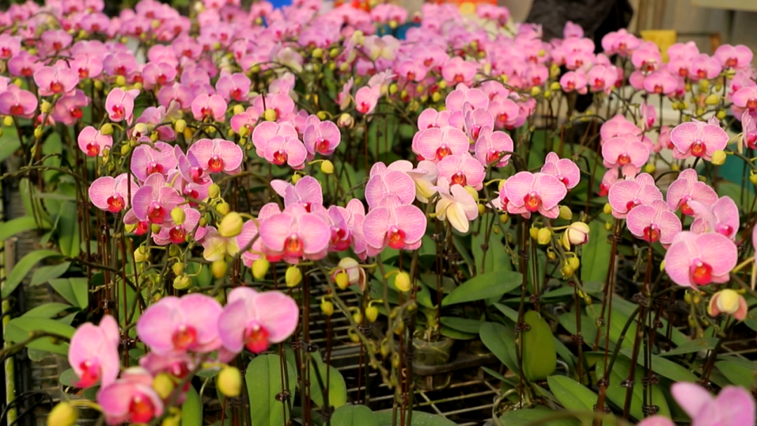 400+名花优品！2026“花开东莞”即将启幕，预约免费参观→