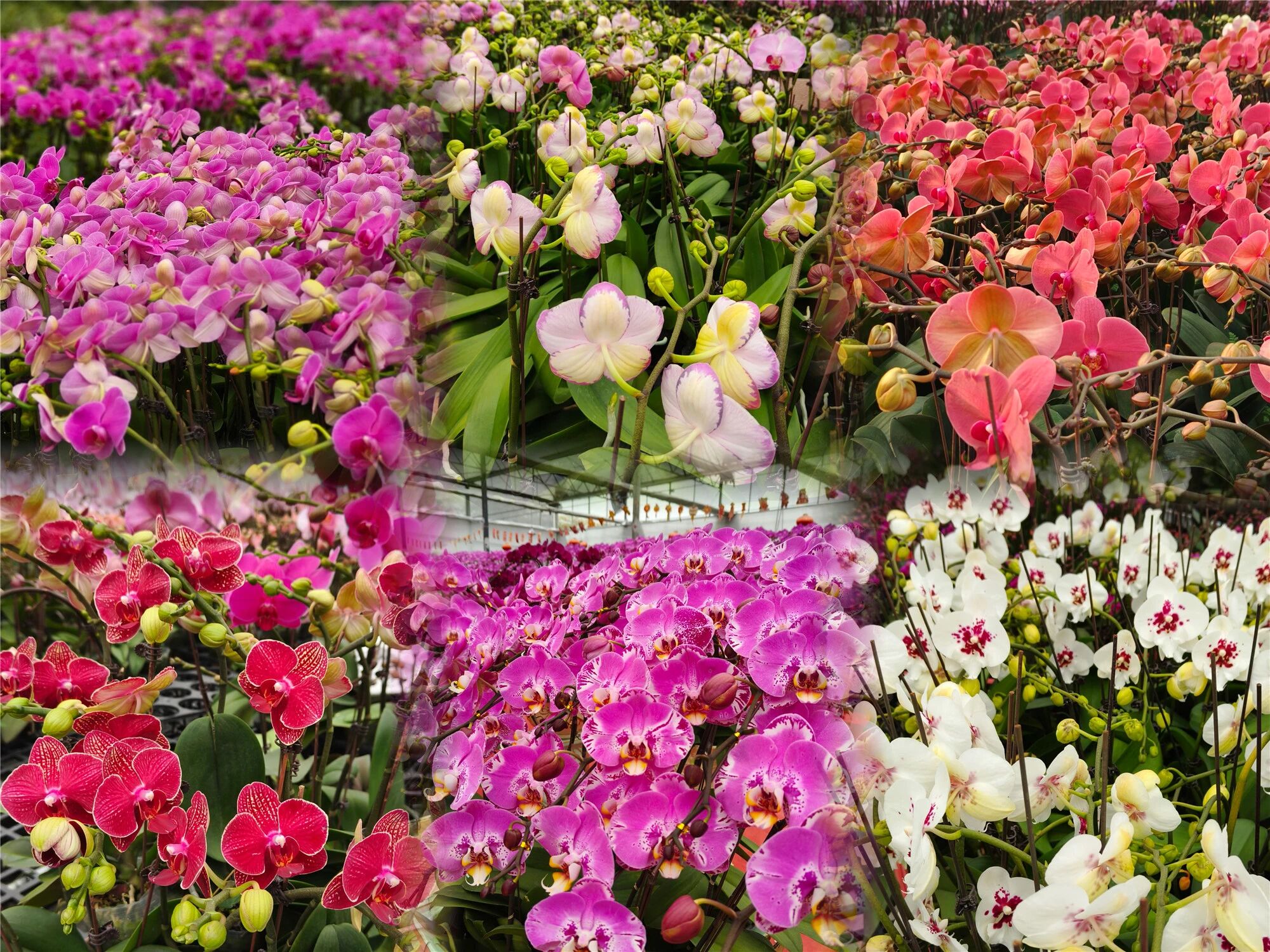 买蝴蝶兰，就到东莞这些“大本营”