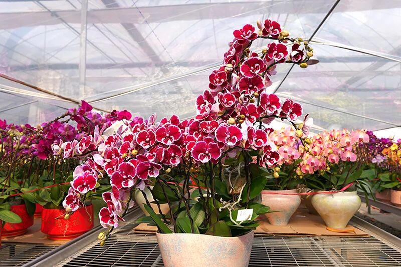 新春年味浓！东莞年花年桔产销两旺 “花样经济”绽放新活力