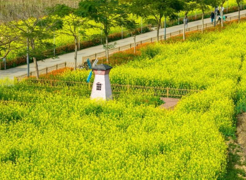 金浪迎春！春节打卡正当时！桥头七彩花田油菜花进入盛花期！