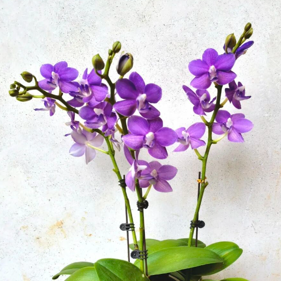 两金四铜，东莞农科力量绽放粤港澳大湾区兰花展