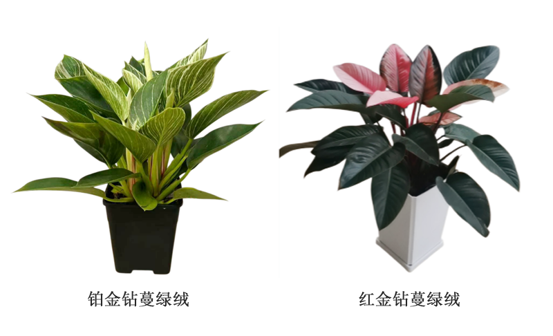 铂金钻蔓绿绒 拷贝.png