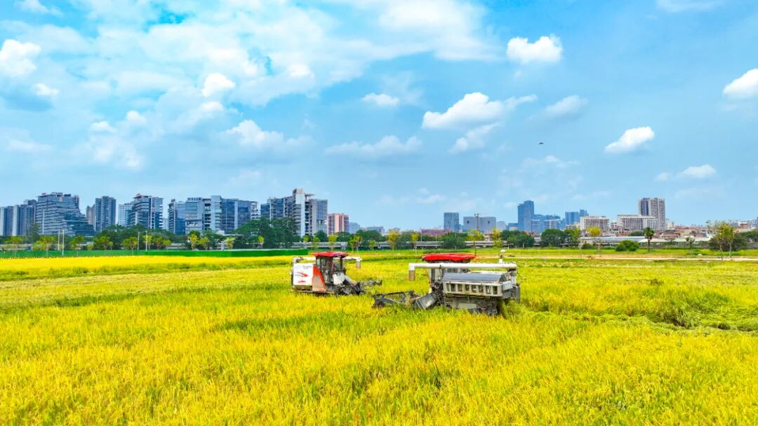 东莞聚焦“四良”措施 推动粮食生产实现“八连增”