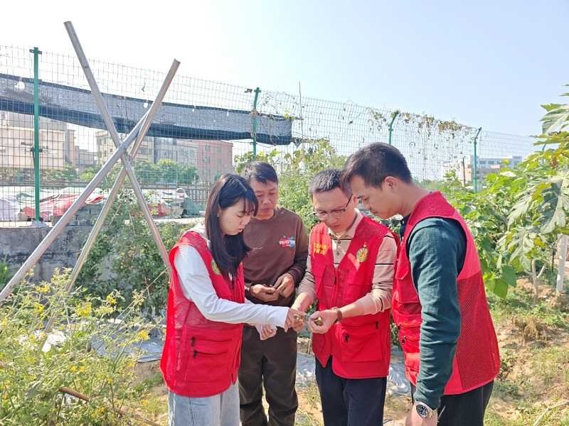 石碣：特派员快速响应田间求助，护航圣女果种植