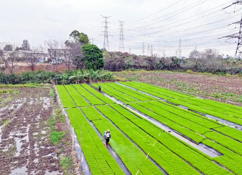 不负农时不负春，莞邑春耕正当时