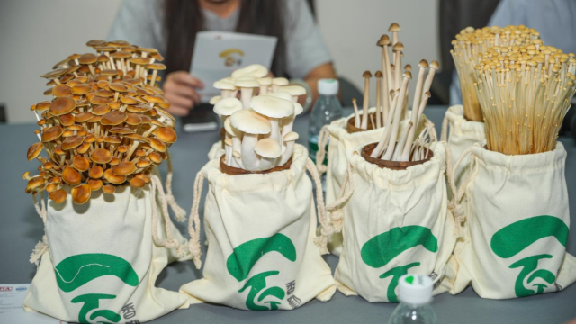 美味生活·东莞造  | 香勤生物：一朵菌菇的“工业进化”