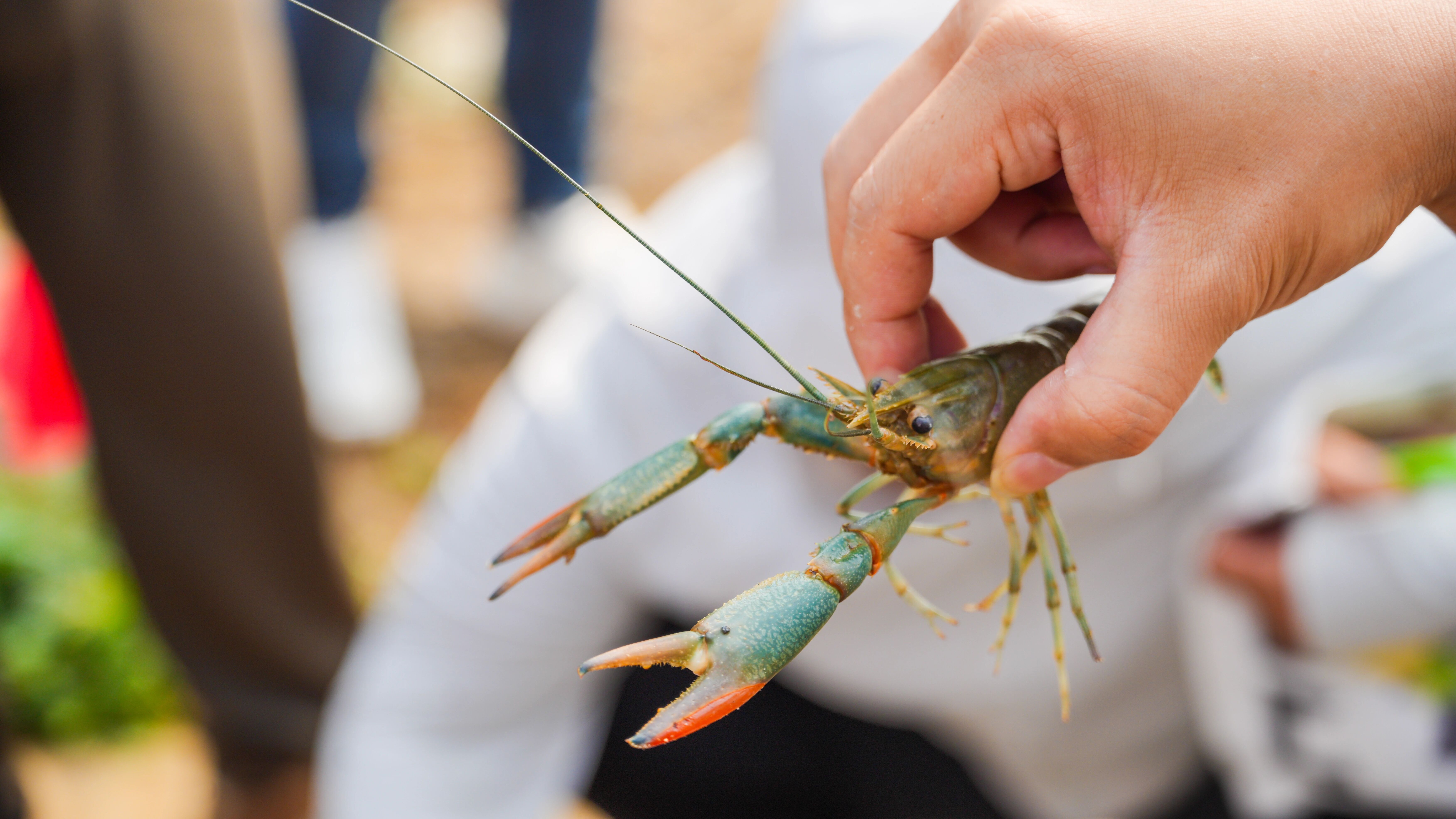 美味生活·东莞造 |  澳龙农业：一只蓝龙虾的“种业突围”与生态棋局