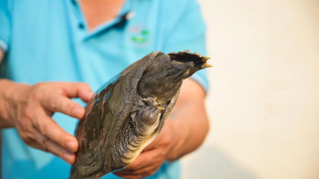 美味生活·东莞造 | 绿卡实业：一塘鳖种，三十载深耕