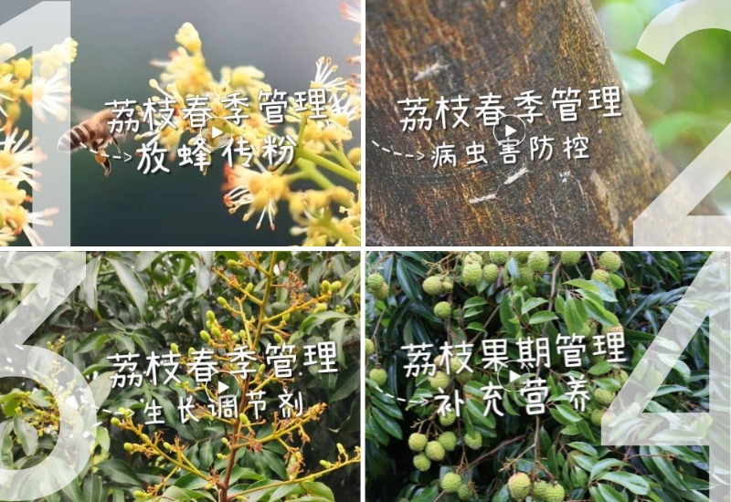 果农必看！荔枝果期四步守住坐果率