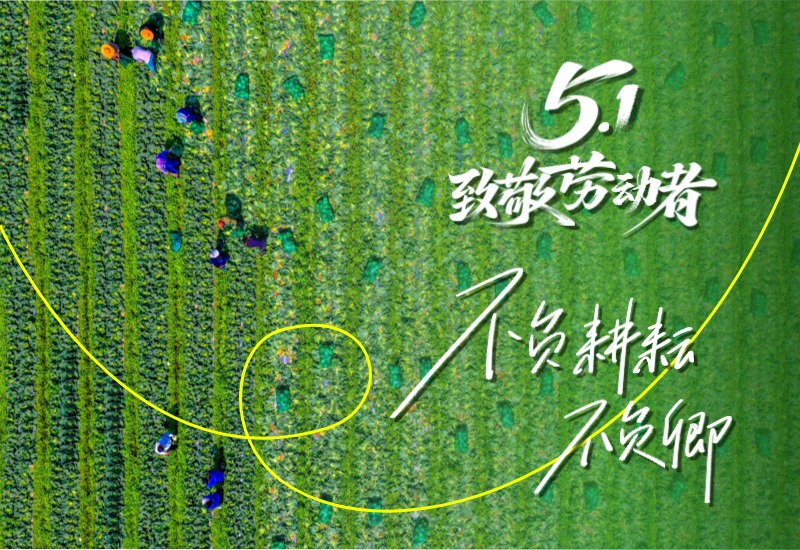 致敬劳动者！不负耕耘不负卿！