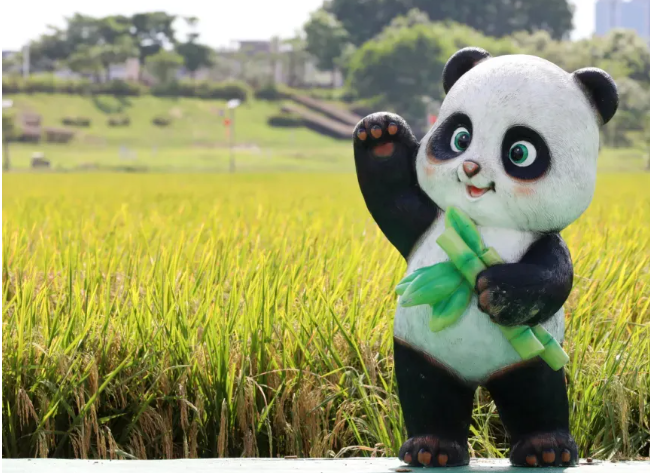 丰收与风光双向奔赴，一城稻景绘和美东莞！