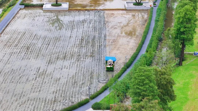 潢涌180亩晚稻插秧忙，又一季金黄在路上