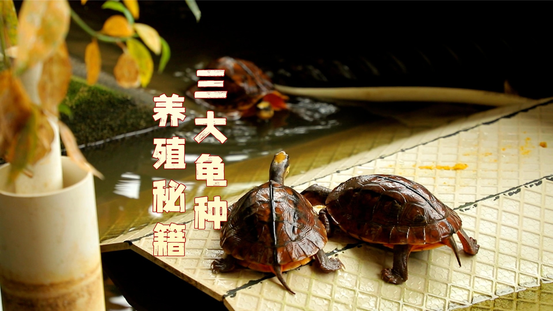 乡土专家揭秘三大龟种“零失败”养殖法