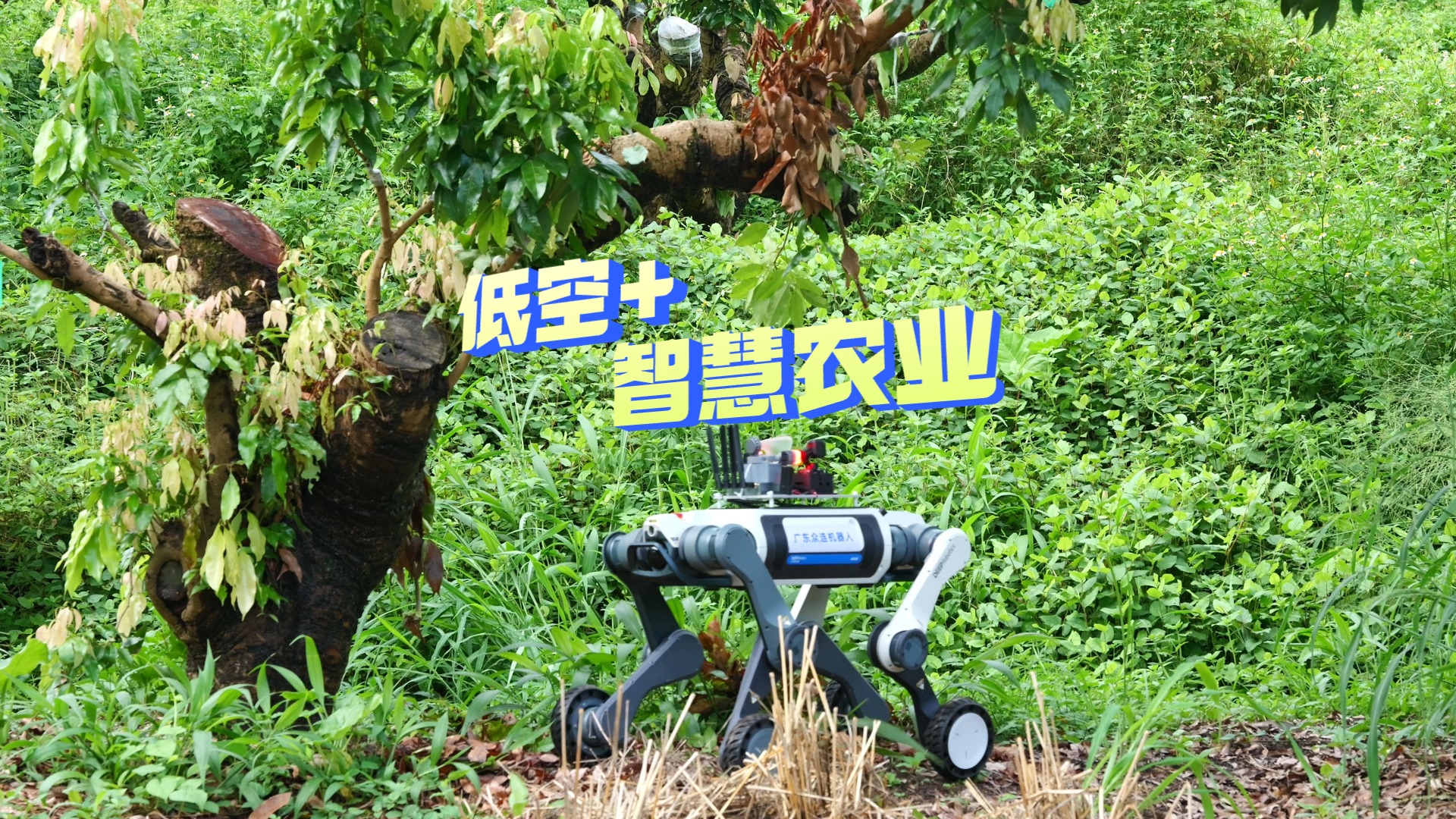 无人机+机器狗，东莞“低空+智慧农业”有了实景样板间